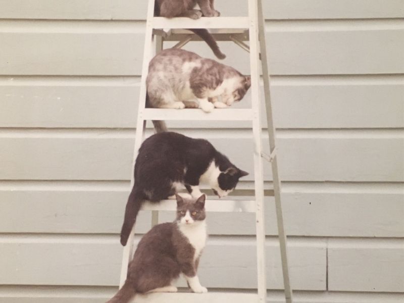 cats on ladder Smithsonian Photo Contest Smithsonian Magazine