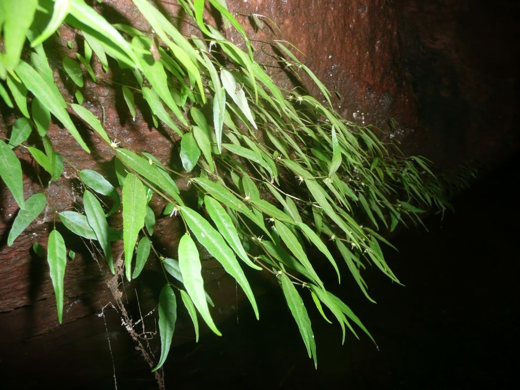 <em>Dorstenia luamensis</em>, a unique, recently discovered species. (Miguel Leal/WCS)