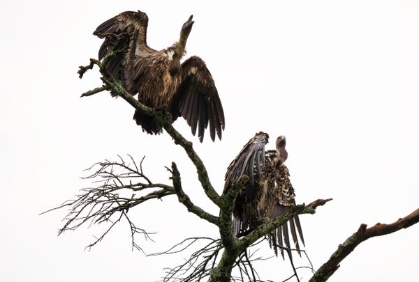 Vultures after the rain thumbnail