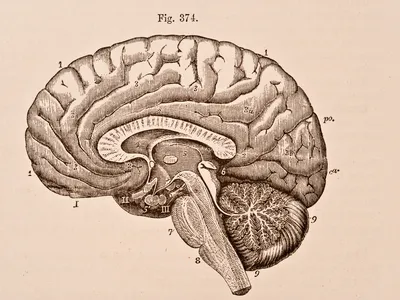 A medical illustration of the right half of a human brain from 1876.