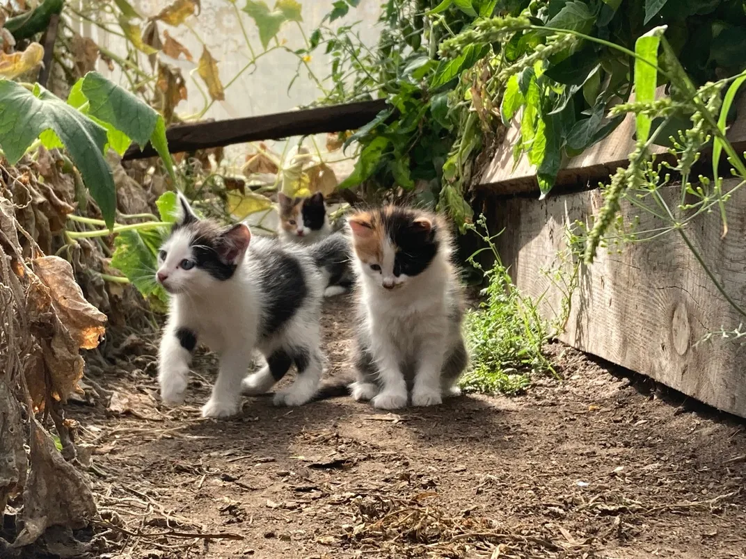 kittens came into the greenhouse
