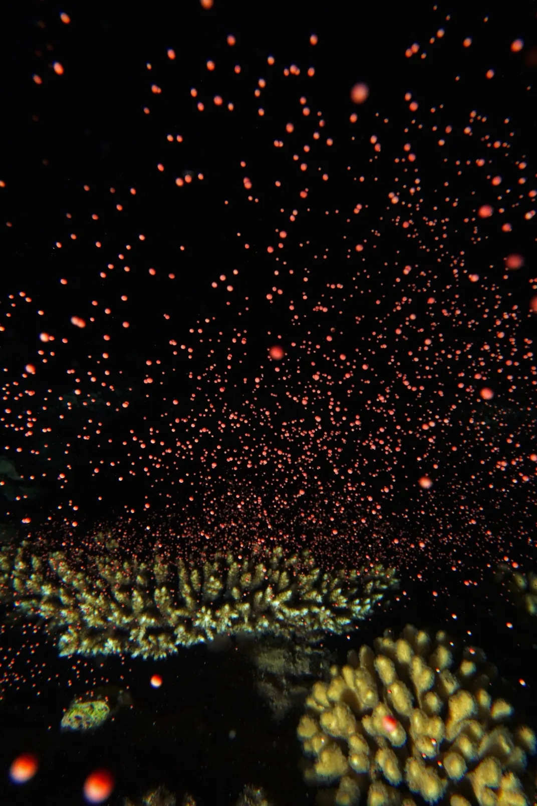 A branching Acropora coral