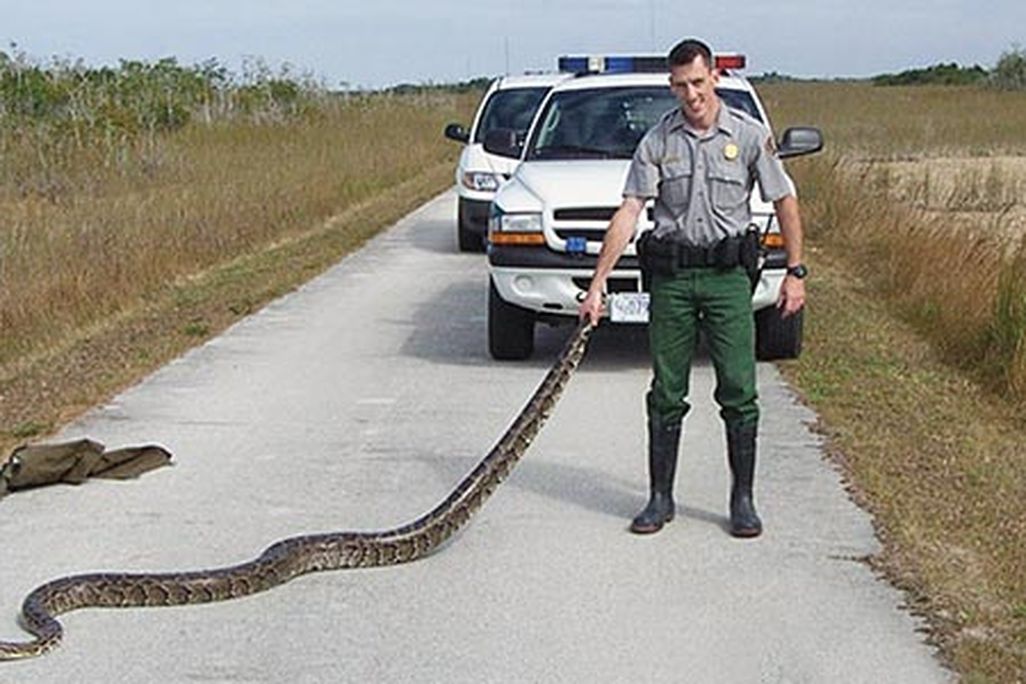 Ranger with Burmese python