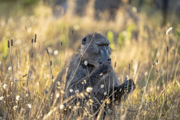 Contemplation thumbnail