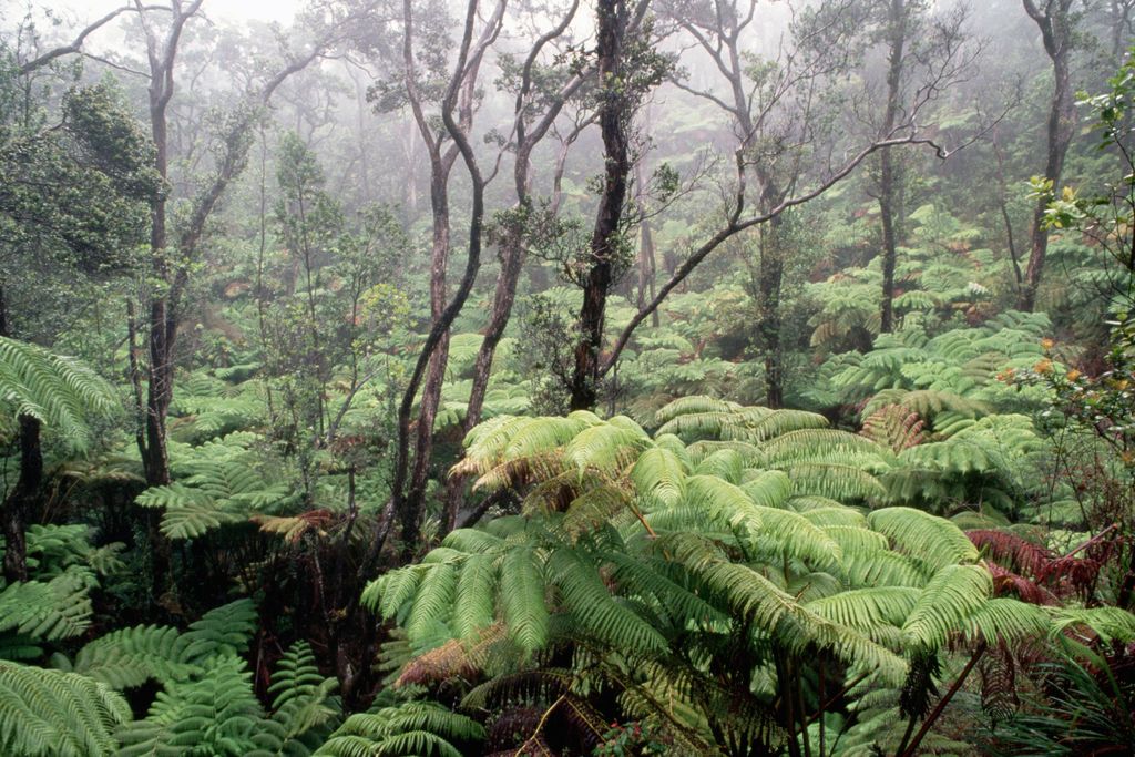 Hawaiian forest