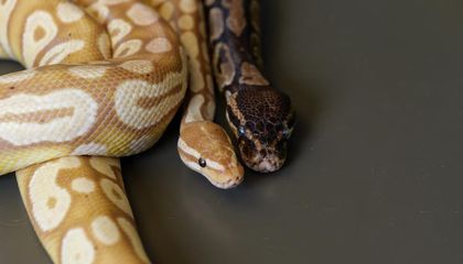Could Python Blood Lead to the Next Generation of Weight-Loss Drugs?