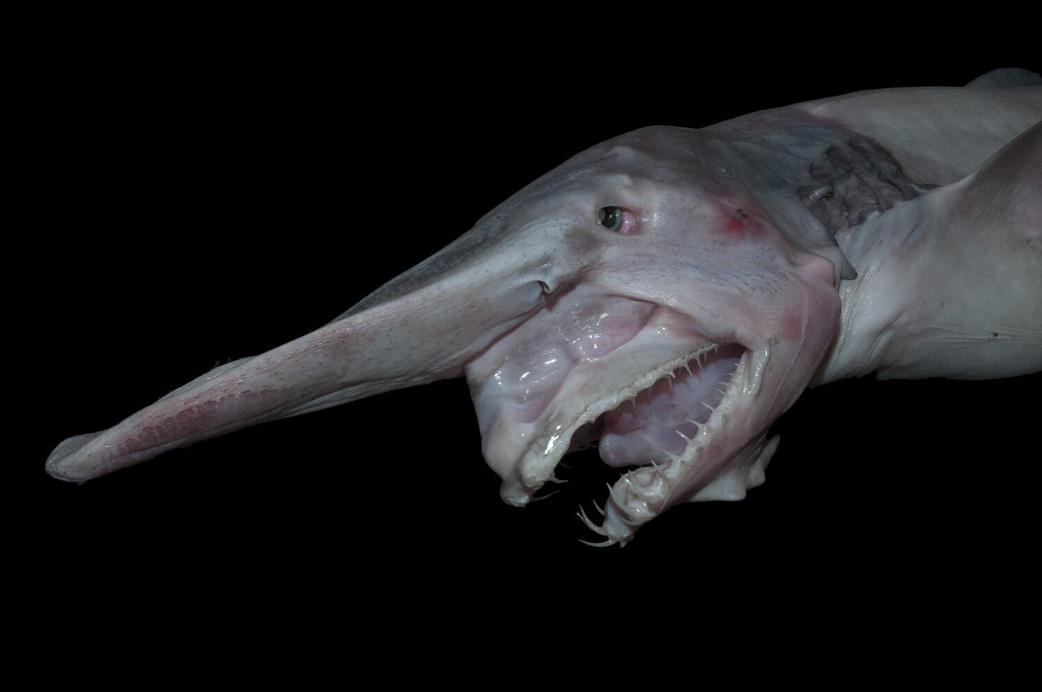 'Ugliest Shark on the Planet': See the Elusive Goblin Shark, Filmed for the First Time in Its Deep-Sea Habitat