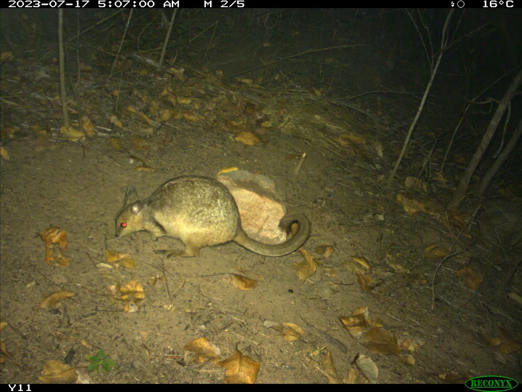 a small wallaby photographed at night