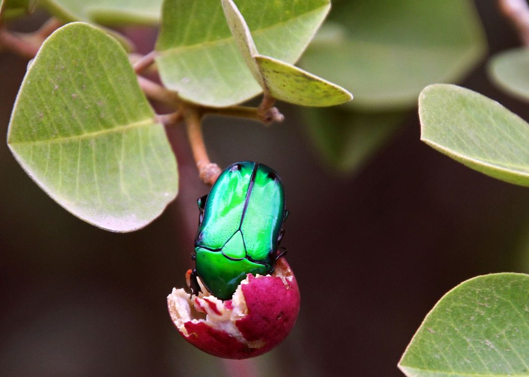 A JEWEL BEETLE FEEDING ON FRUIT Smithsonian Photo Contest Smithsonian Magazine