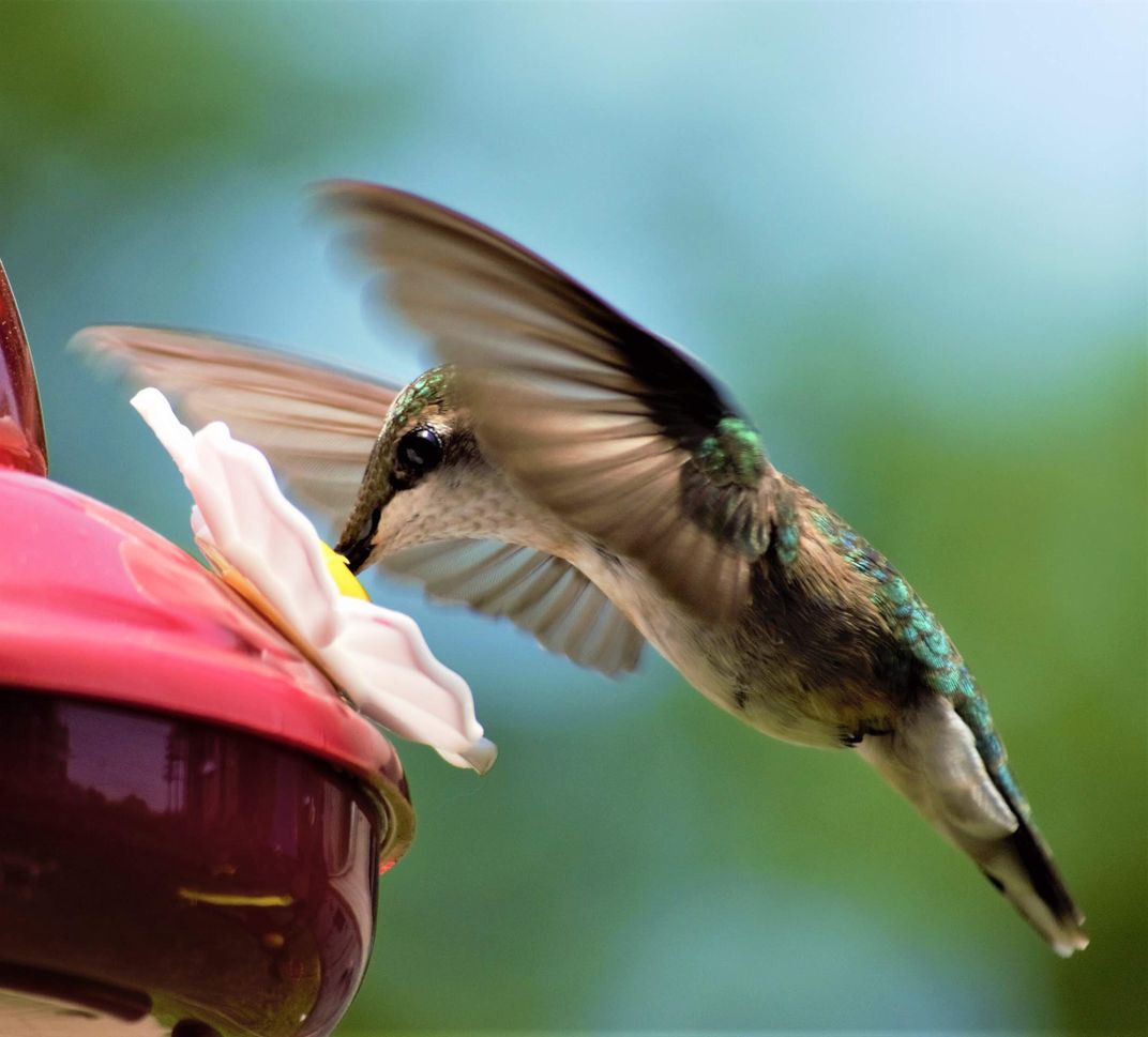 ruby throated hummingbird predators ruby throated hummingbird predators