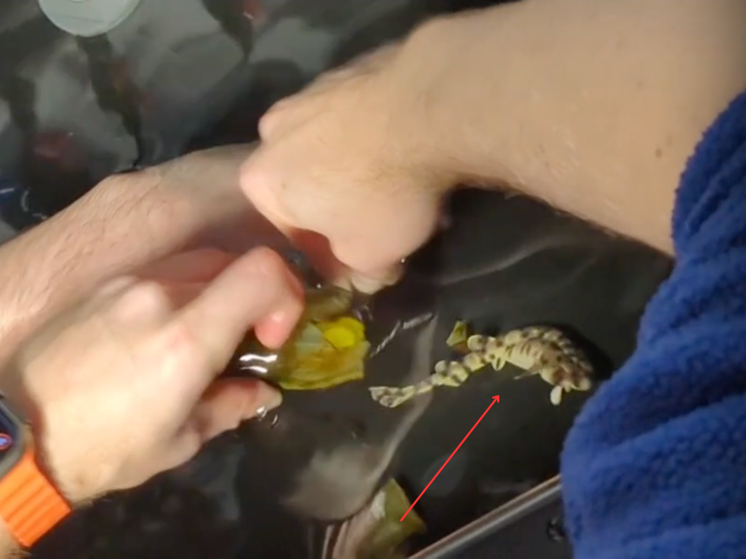 The aquarists take care of the swell shark pup