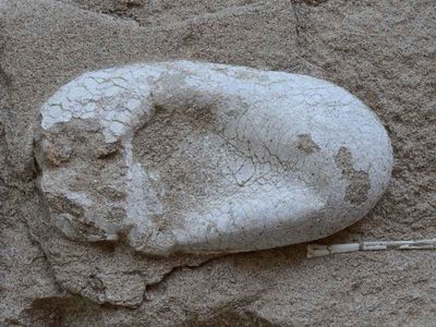 This is the first pterosaur egg ever found that had not been flattened, discovered by paleontologists at the Turpan-Hami Basin in northwestern China. 