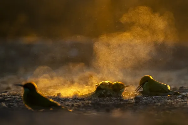 bathing in gold thumbnail