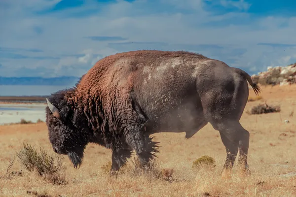 A bison in a cloud of dust, Antelope Island Utah. thumbnail