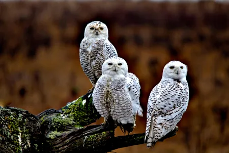 Snowy owls may be a nice surprise in more Southerly climes, but these charismatic birds are also at risk.