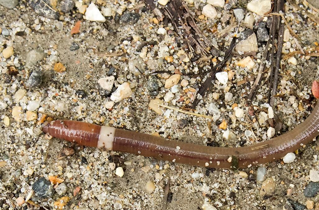 A picture of a jumping worm on the ground