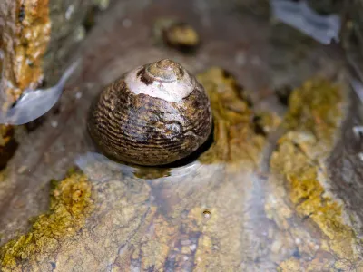 Black turban snails are small marine snails that make tasty prey for crabs. Failed crab attacks leave scars on a snail&rsquo;s shell. By analyzing the rate of scarring and the size of the snail when it was attacked, researchers can learn important details about crab populations.