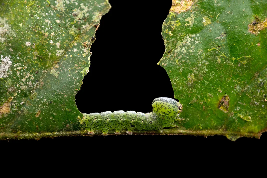 a small caterpillar on a leaf stem between two bits of greenery