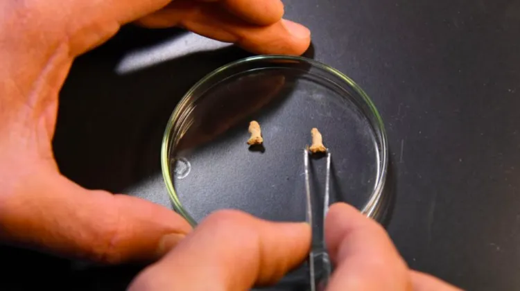 Neanderthal Bird Bones