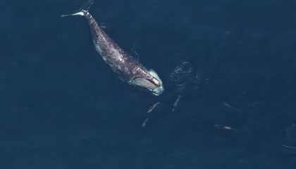 Speed Limits for Ships Protect Endangered Right Whales From Vessel Strikes. Could the Animals Survive Without Them?