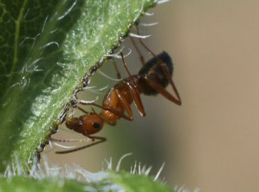 Ant on a sunflower plant thumbnail
