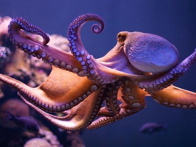 An Octopus Vulgaris at the Palma Aquarium in Spain