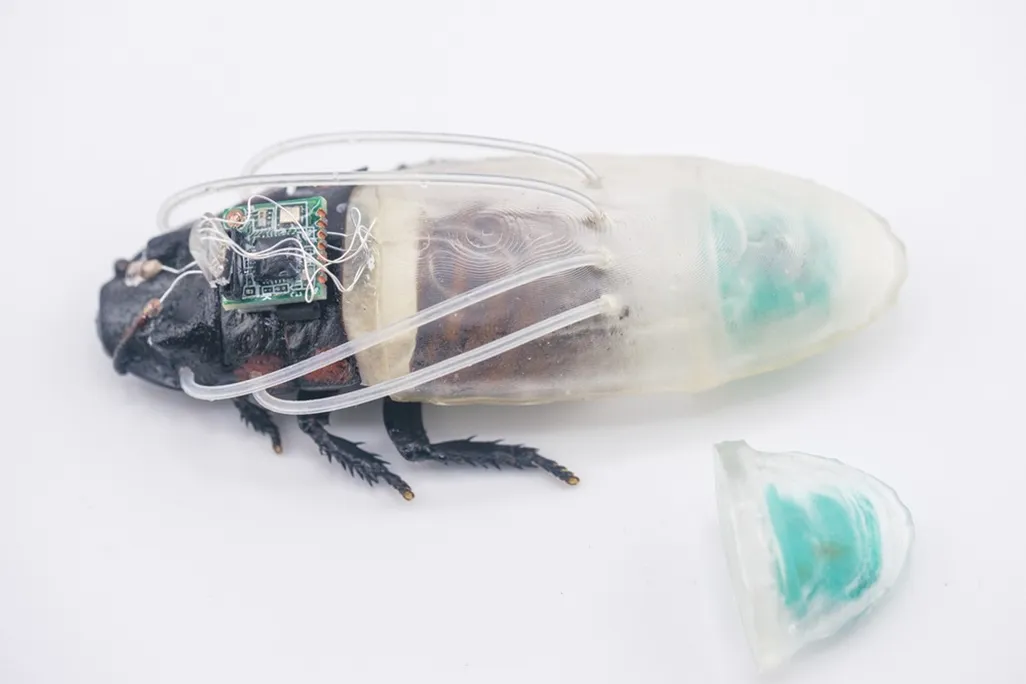 a cockroach in a transparent suit made of resin