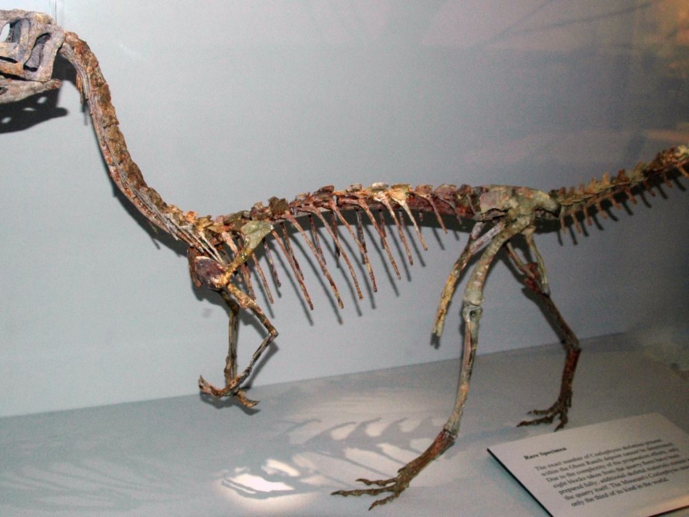 Coelophysis