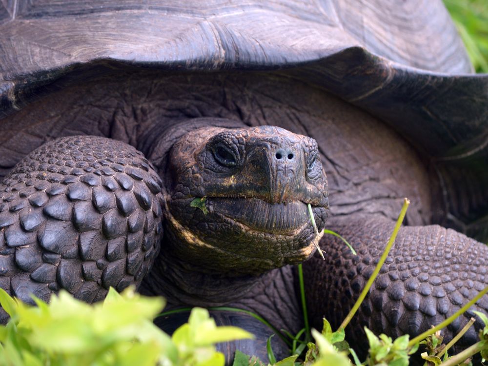 eastern_santa_cruz_tortoise_1.JPG