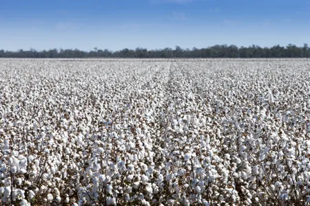 Cotton fields