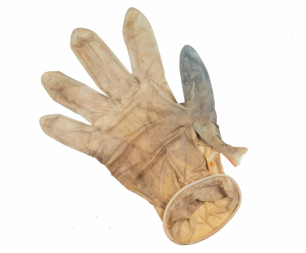 An image of a discarded latex glove with a European perch entrapped in the thumb