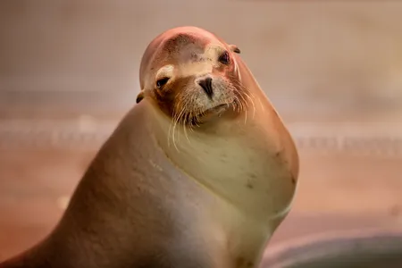 A sea lion receiving care at the&nbsp;Pacific Marine Mammal Center in Laguna Beach, California, shows signs of domoic acid poisoning.