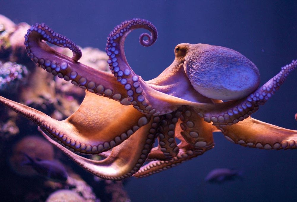 Octopus