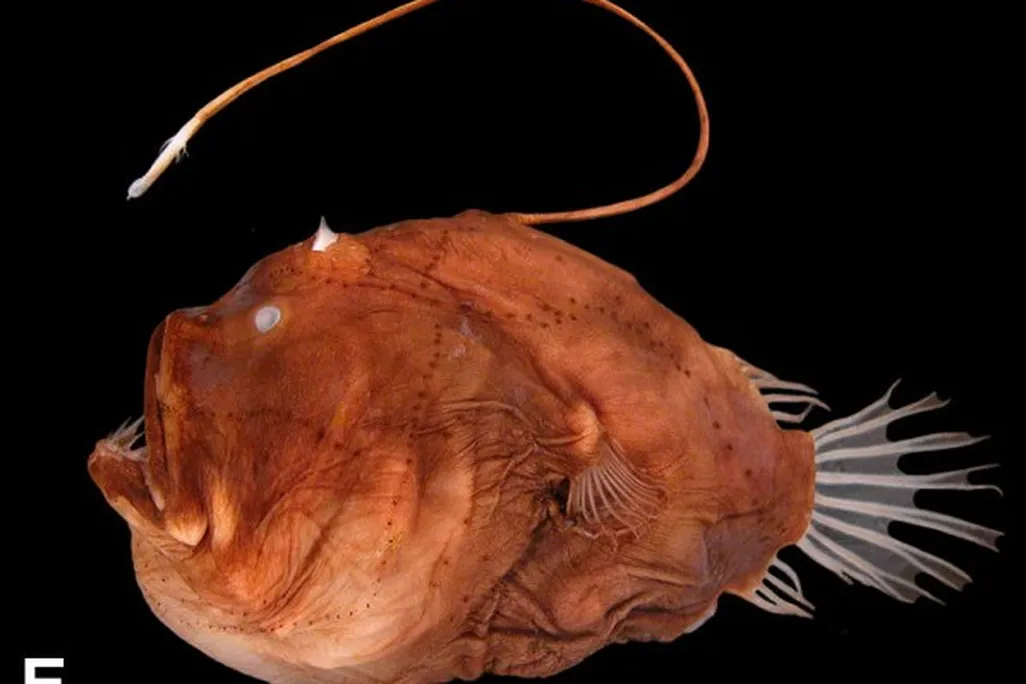 A red anglerfish with its lure above its head on a black background