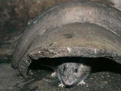 Baltimore has been a national hotspot for rat studies for well over half a century.