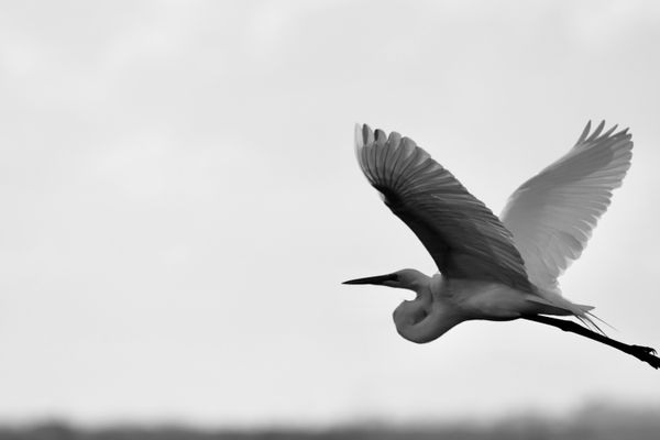 A Great Egret (Ardea alba) flying over the Crooked Tree Wildlife Sanctuary in Belize. thumbnail