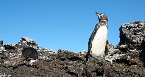 galapagos-penguin.jpg