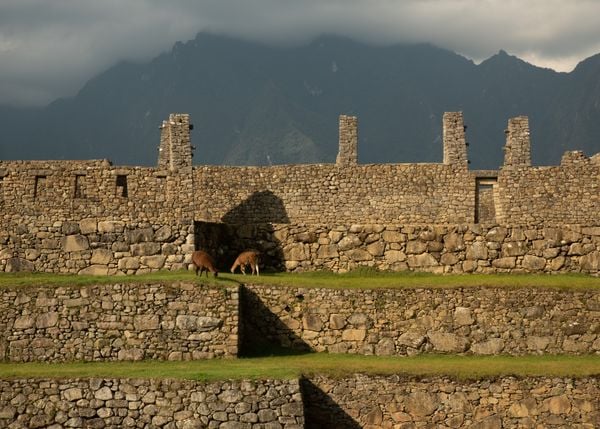 Llamas Grazing in Machu Picchu thumbnail