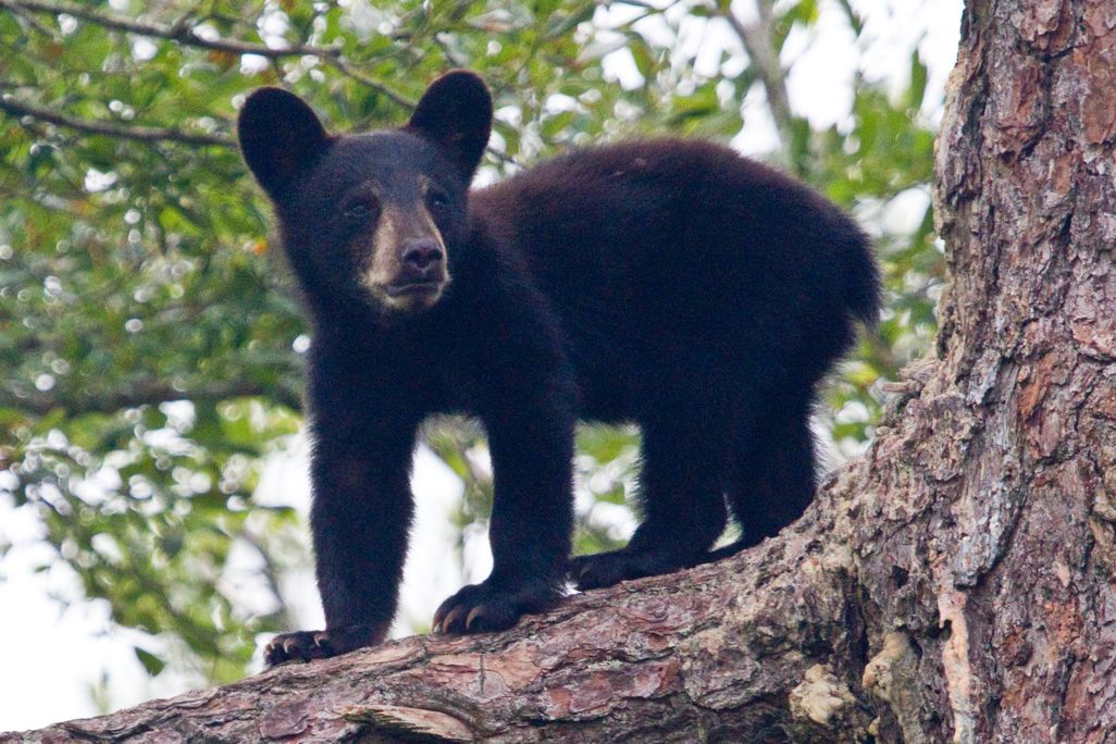 A small black bear cub is see standing on all fours on a tree branch. 