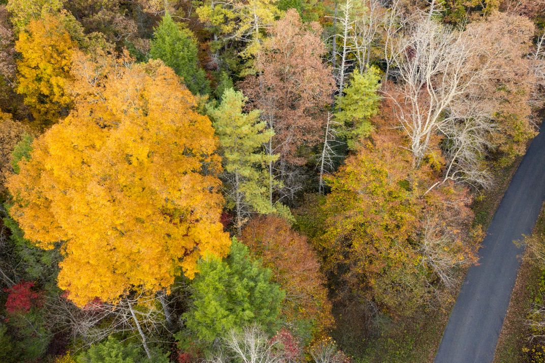 Chasing Fall Leaves | Smithsonian Photo Contest | Smithsonian Magazine