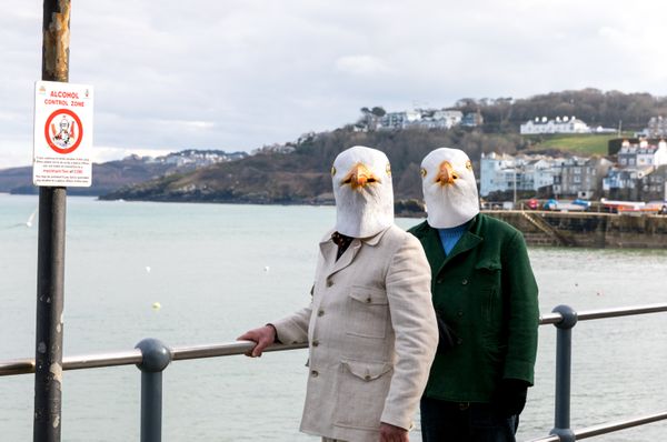 Bird Watching in St. Ives thumbnail