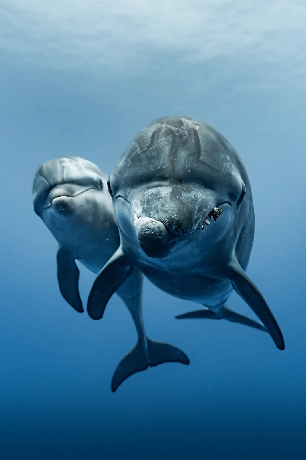 two dolphins approach the camera