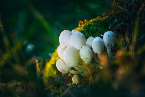 Mushroom eggs thumbnail