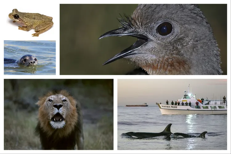 Many different types of animals, from birds to orcas, are affected by human noise.