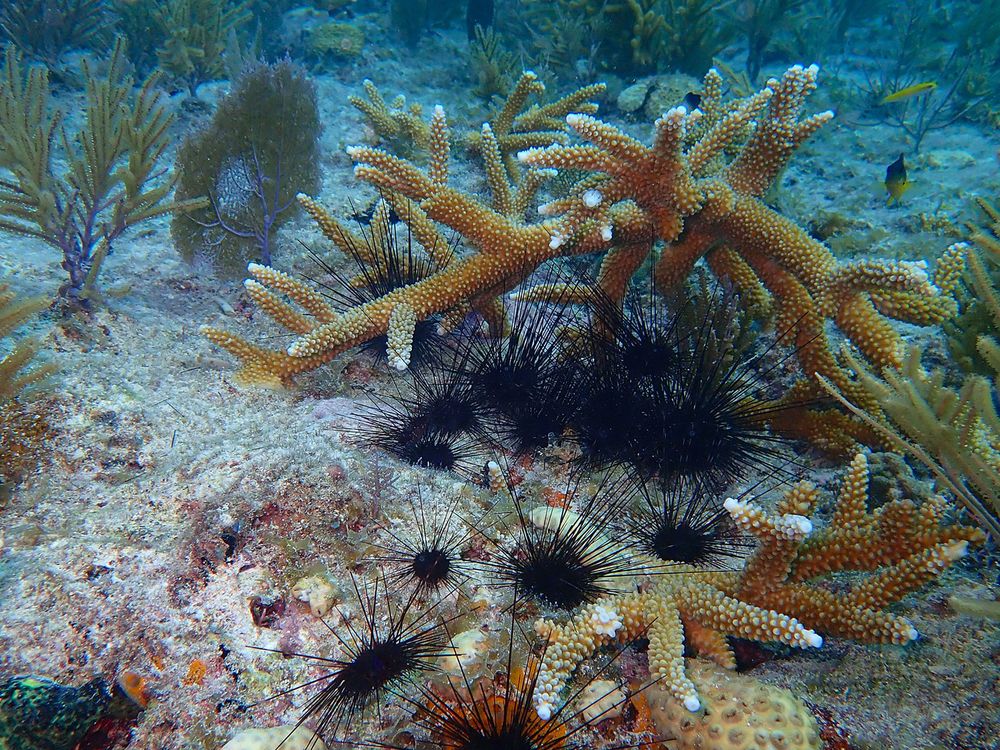 Sea Urchins