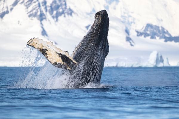 Breaching Humpback Whale, Antarctica thumbnail
