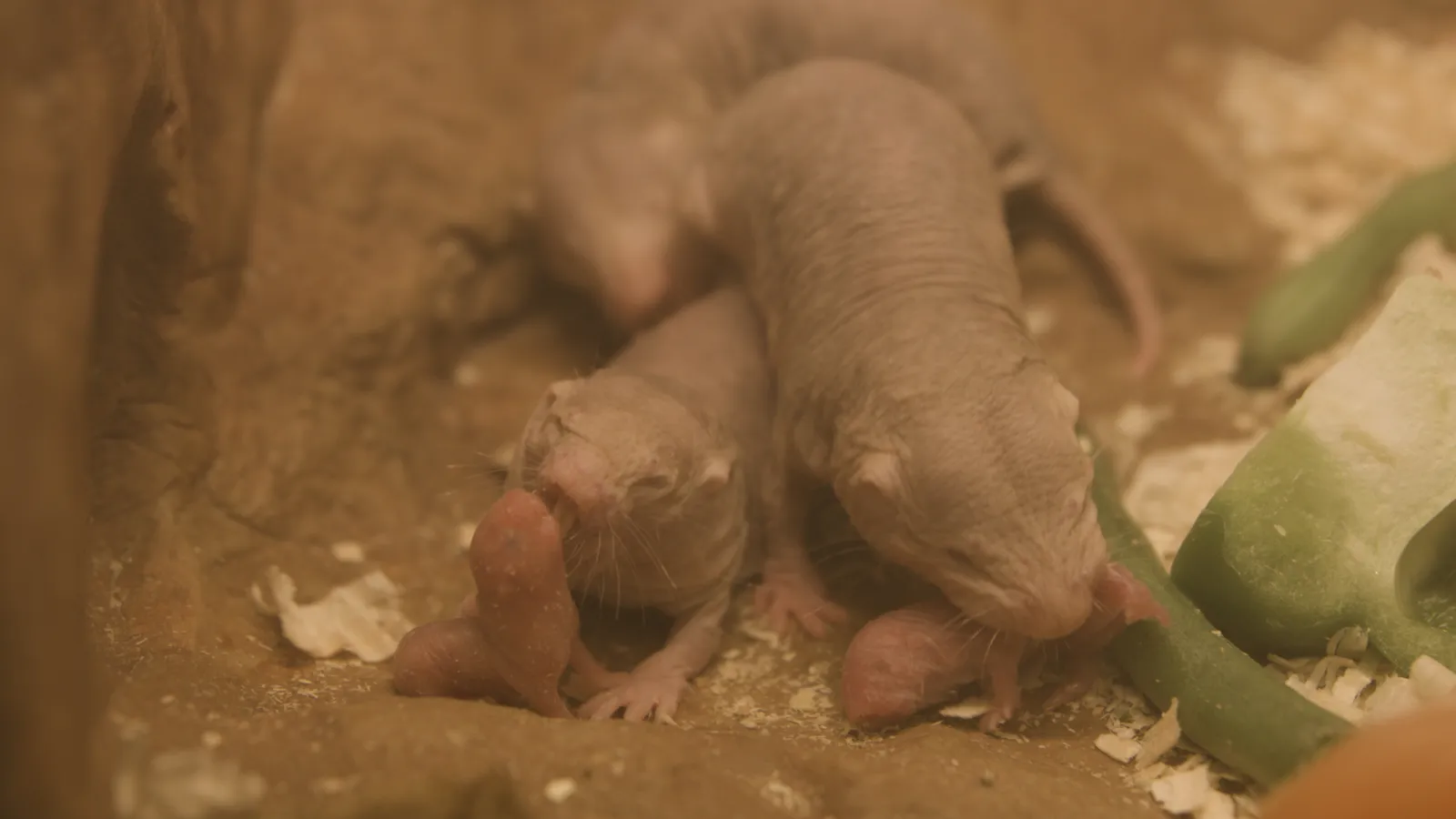 After a Murderous Rise to the Top, a Naked Mole-Rat Queen Reigns Supreme |  Smart News| Smithsonian Magazine