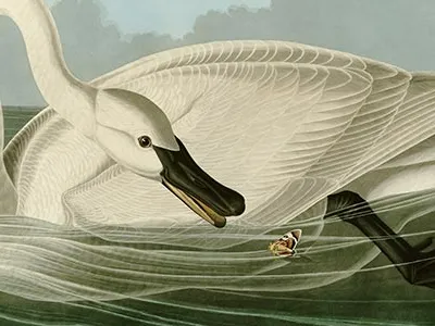 Trumpeter Swan, John James Audubon, 1838.