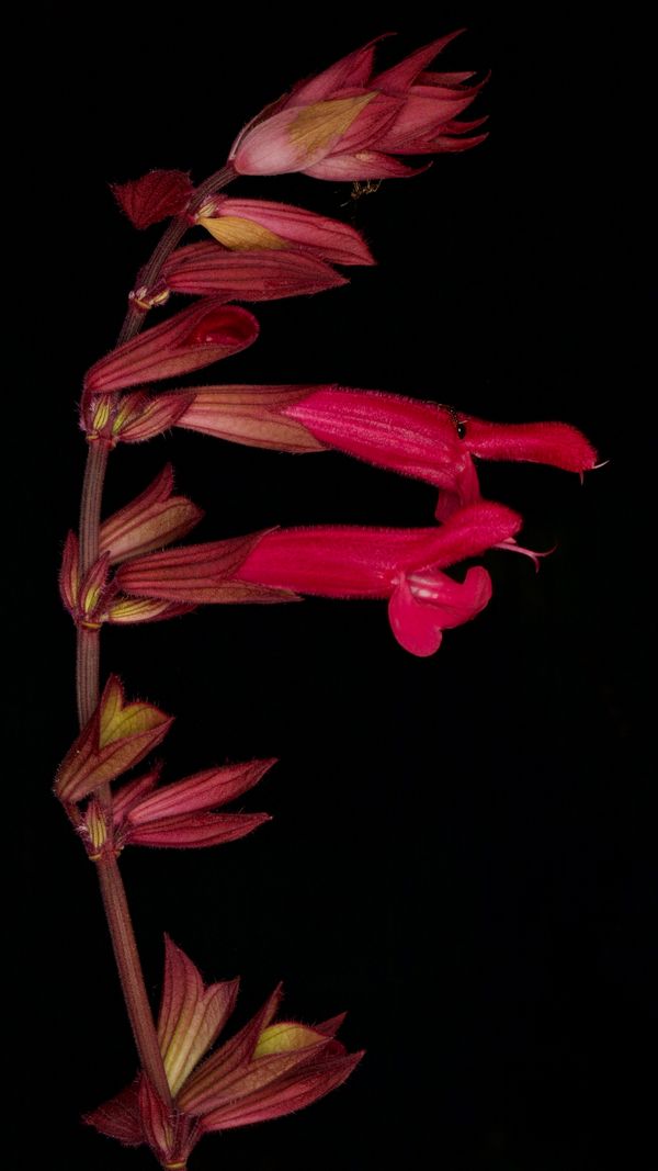 Autumn salvia & honey ants thumbnail