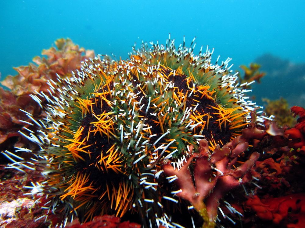 Collector urchins